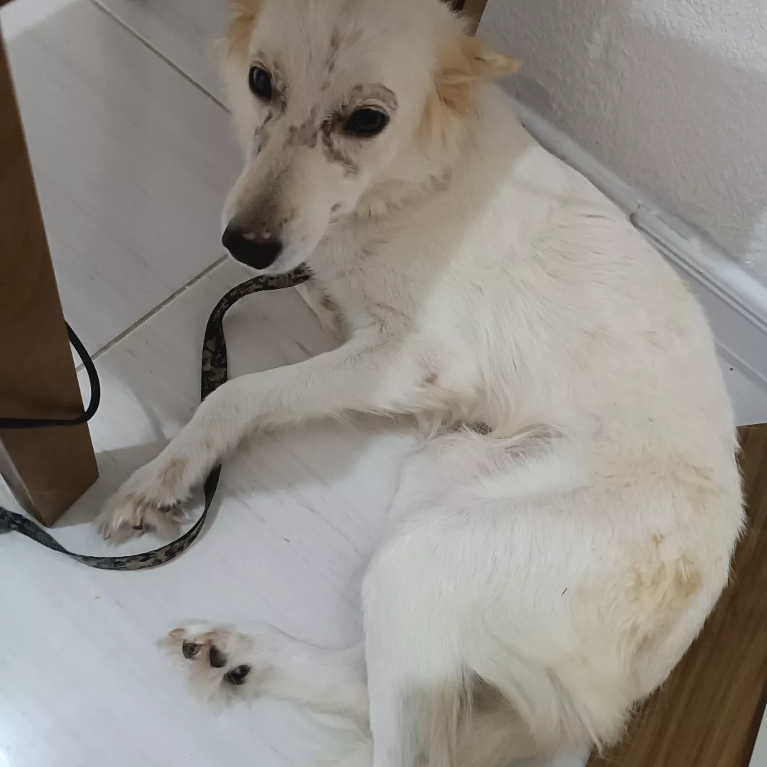 Moana - Sem Raça Definida