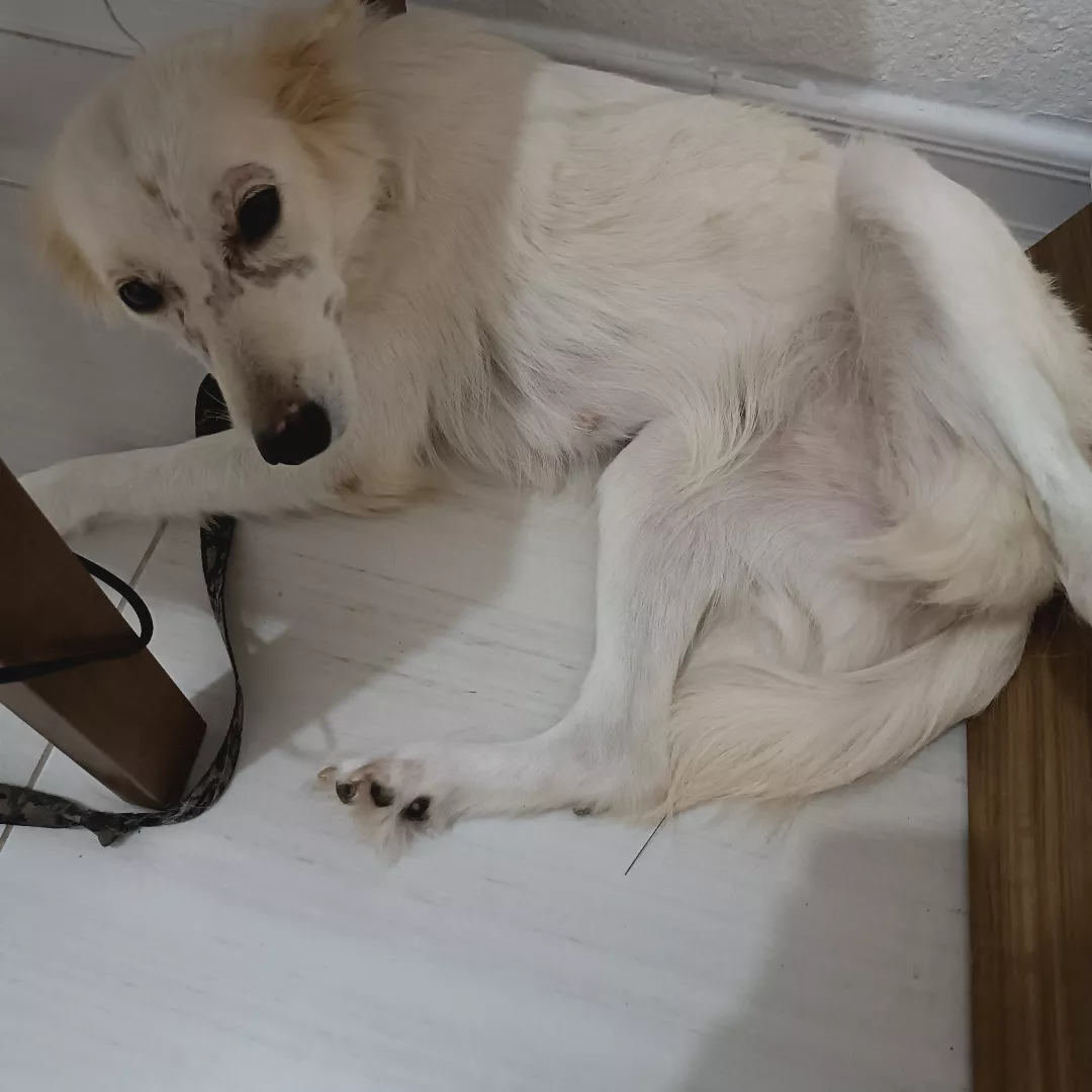 Moana - Sem Raça Definida