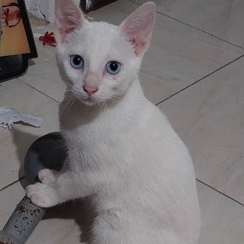 Duky imagem 1 - Siamês