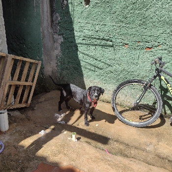 Jully imagem 1 - Sem Raça Definida