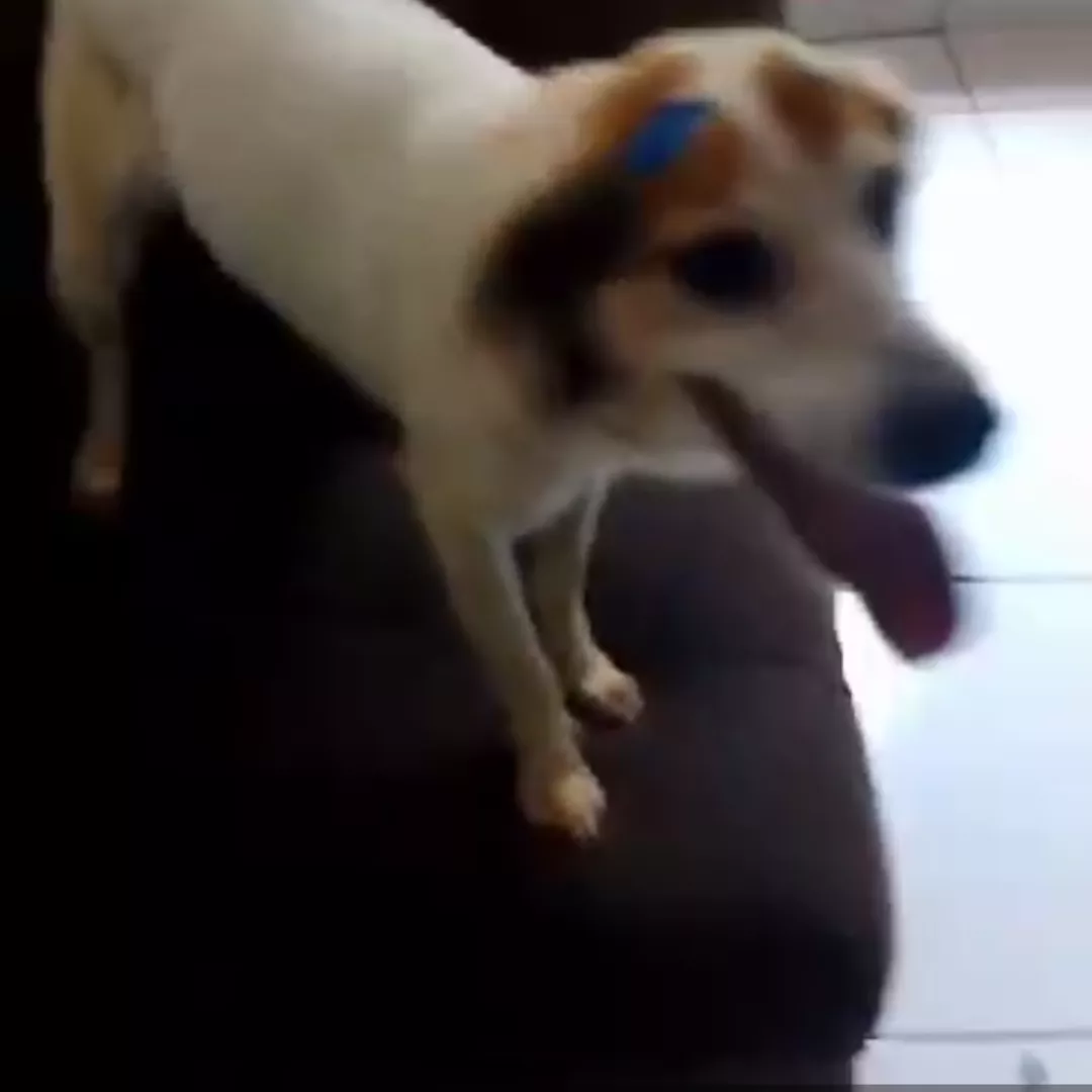 Luna - Sem Raça Definida