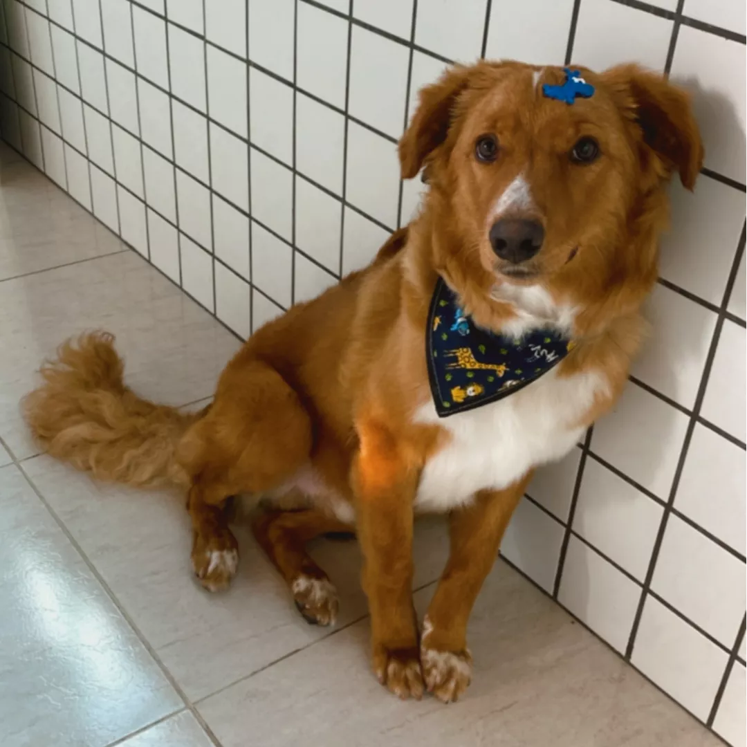 Boby - Sem Raça Definida