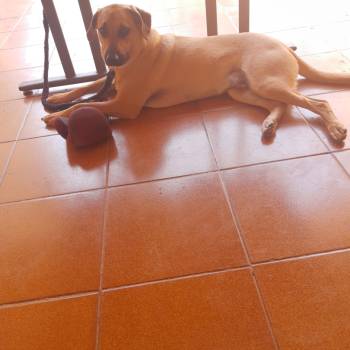 Canino imagem 1 - 
