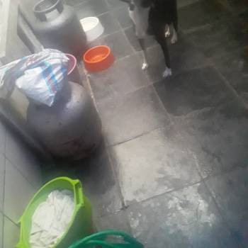 Pretinha imagem 1 - 