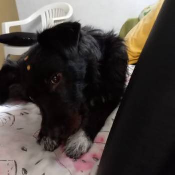 Luna imagem 1 - 