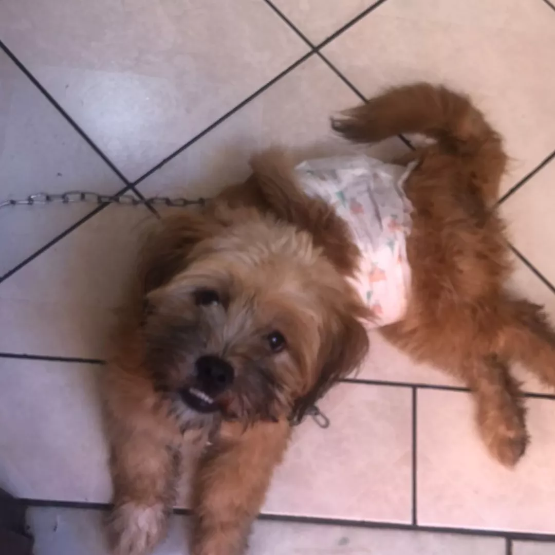 Paçoca - Sem Raça Definida