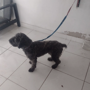 Huck imagem 1 - Poodle