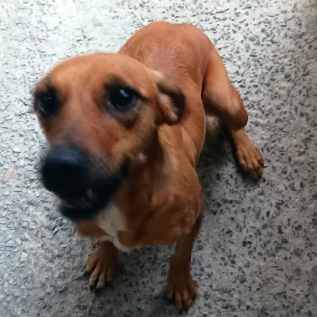 Estela - Sem Raça Definida