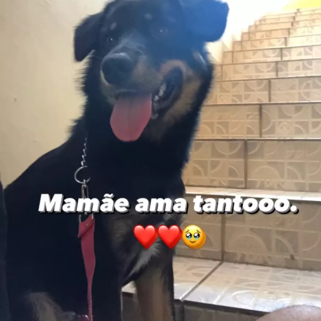 Toddy - Sem Raça Definida