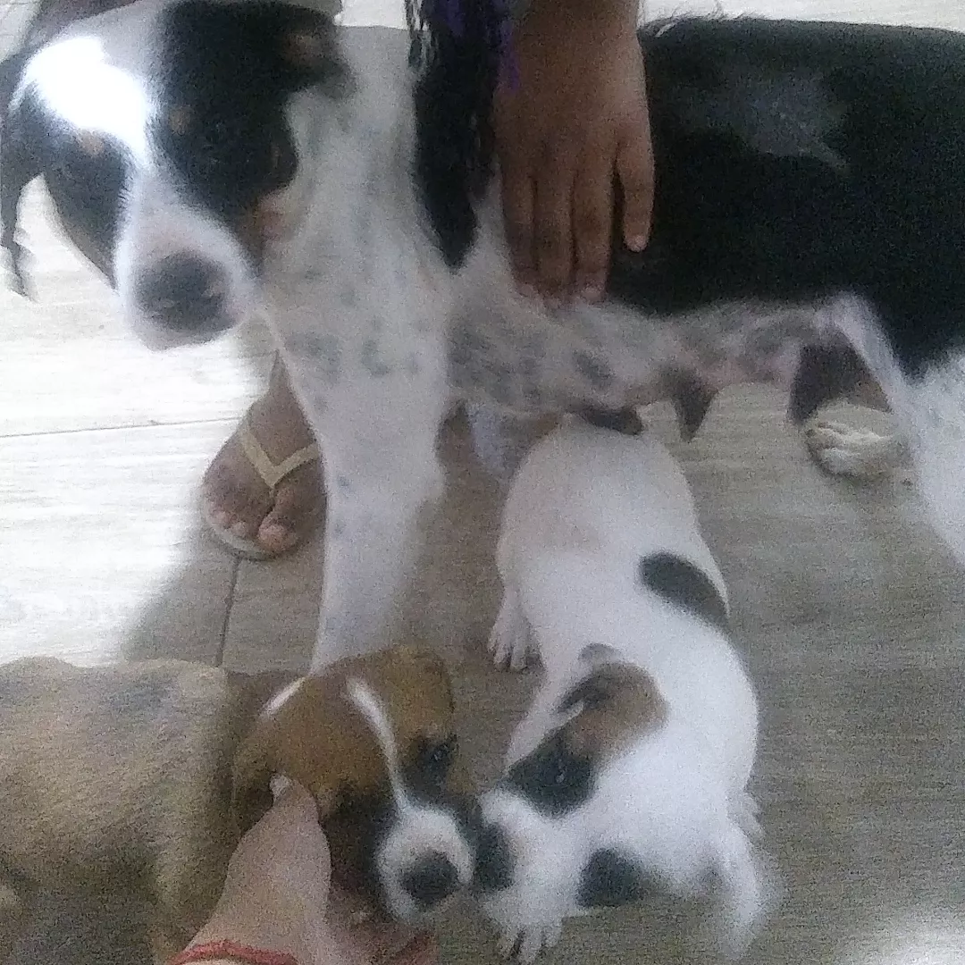 Megan - Sem Raça Definida