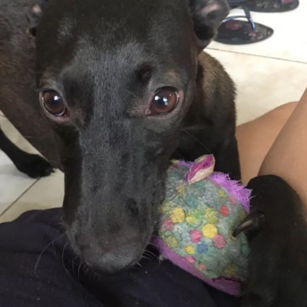 Nina - Sem Raça Definida