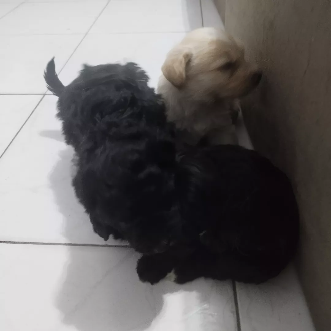 Sem Nome Definido - Sem Raça Definida