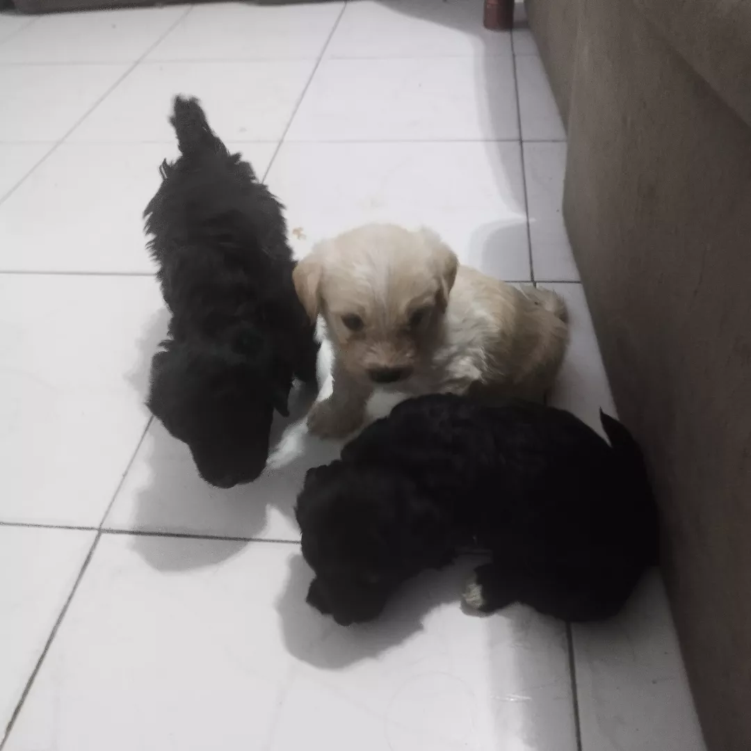 Sem Nome Definido - Sem Raça Definida