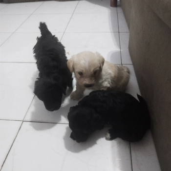 Sem Nome Definido imagem 2 - Sem Raça Definida