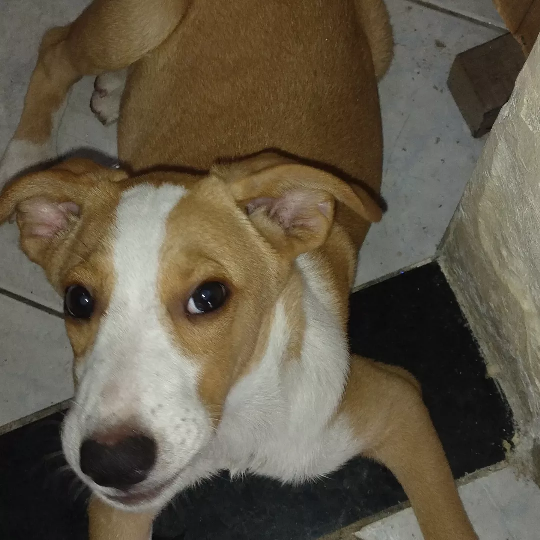 Leo - Sem Raça Definida