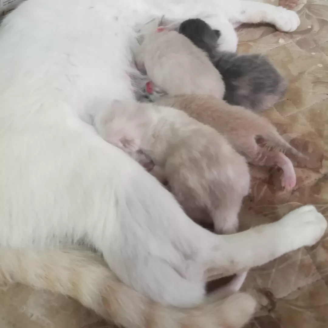 Não Tem Nome  Apareceu Em Casa - Sem Raça Definida