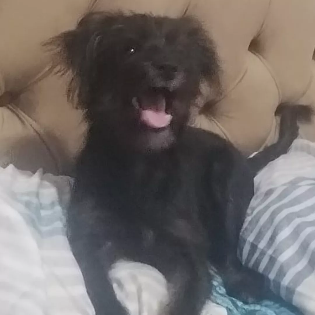 Belinha - Sem Raça Definida