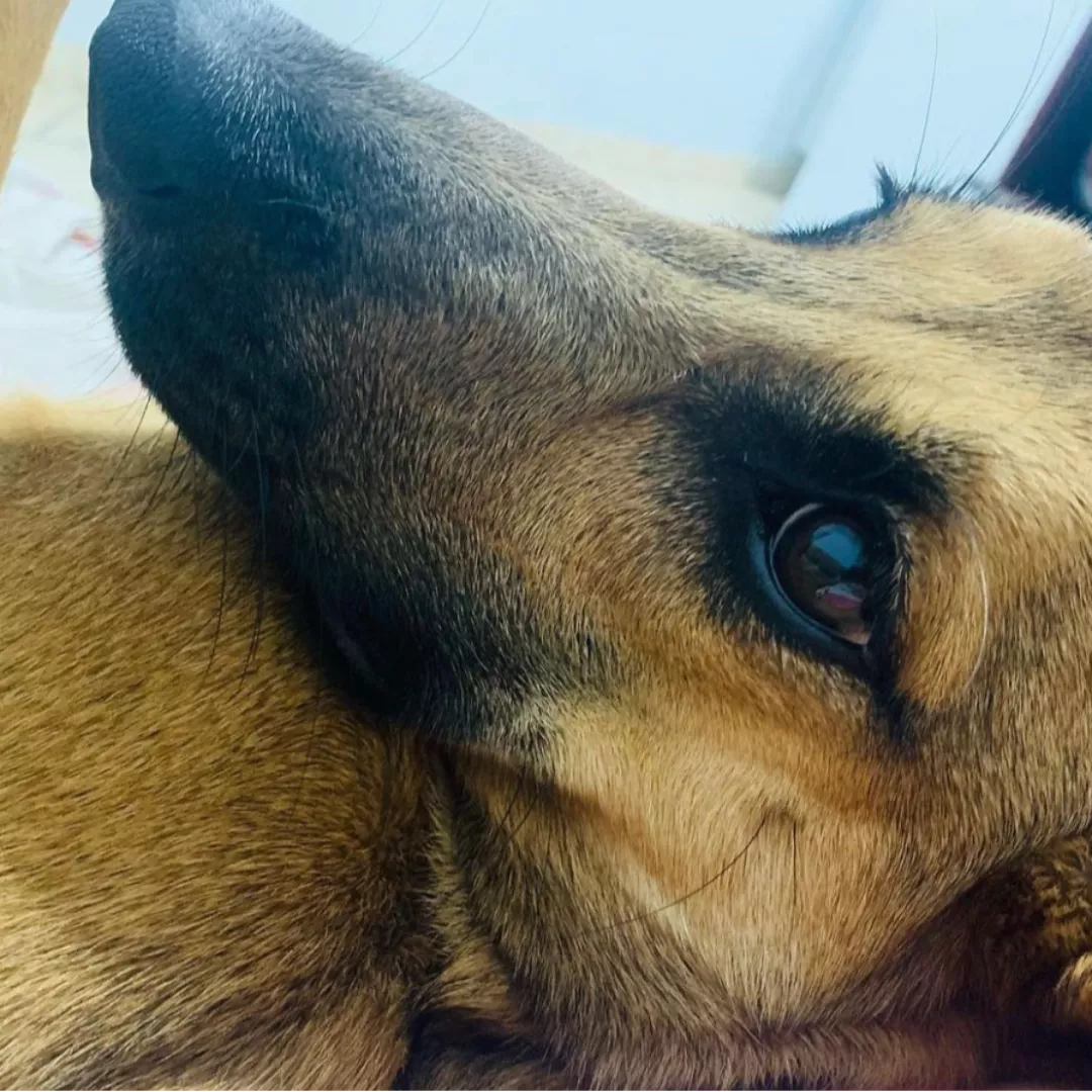 Alice - Sem Raça Definida