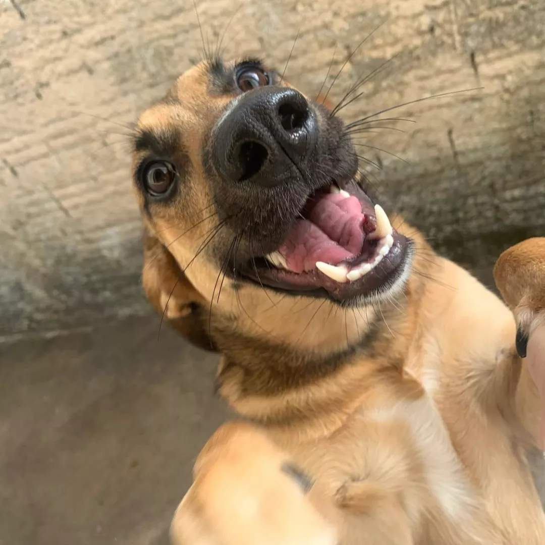 Alice - Sem Raça Definida