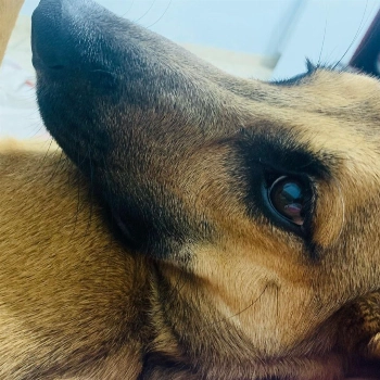 Alice imagem 1 - Sem Raça Definida