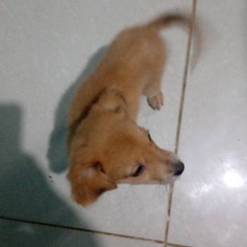Catarina imagem 1 - 
