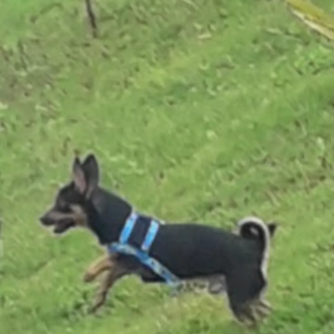 Boo - Sem Raça Definida