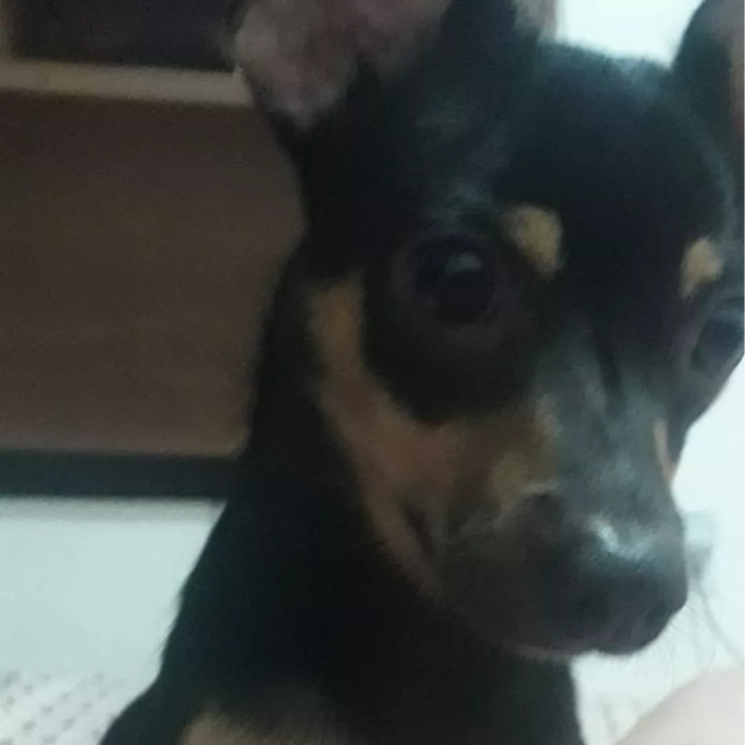 Boo - Sem Raça Definida