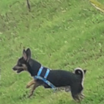 Boo imagem 1 - Sem Raça Definida