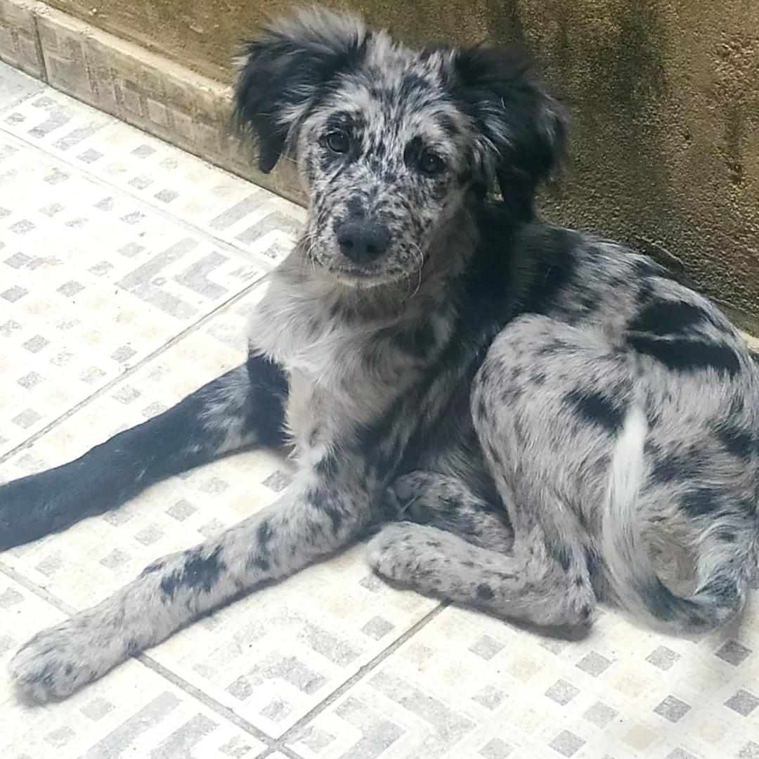 Leo - Sem Raça Definida