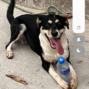 Chico imagem 2 - 