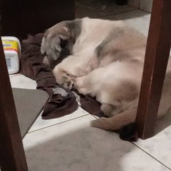 Mike imagem 1 - 