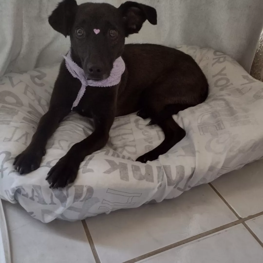 Lili - Sem Raça Definida