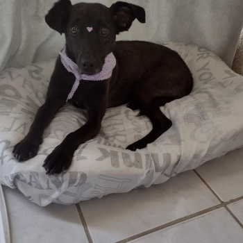 Lili imagem 1 - Sem Raça Definida