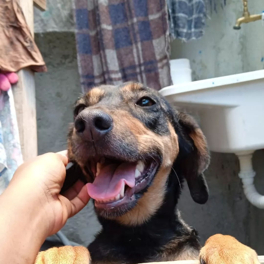 Megui - Sem Raça Definida