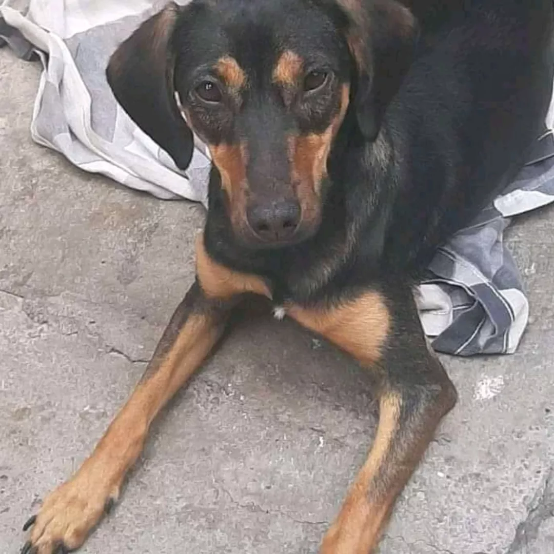 Meg - Sem Raça Definida