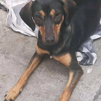Meg imagem 1 - Sem Raça Definida