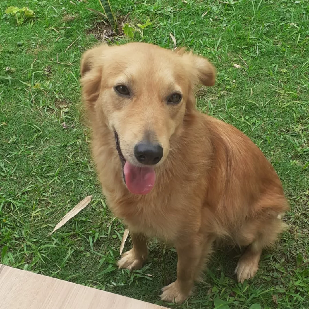 Beck - Sem Raça Definida