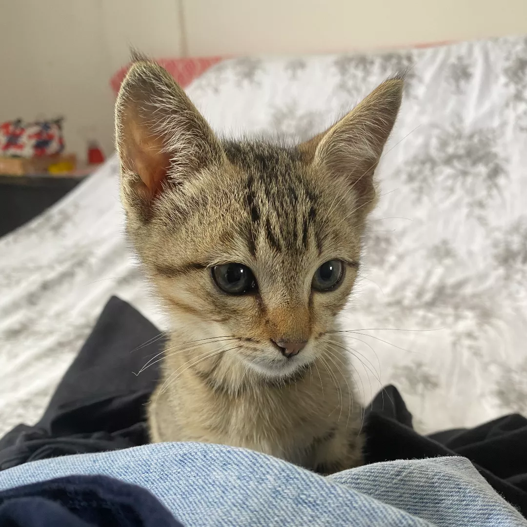 Fidel - Sem Raça Definida