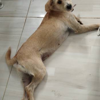 Safira imagem 1 - 