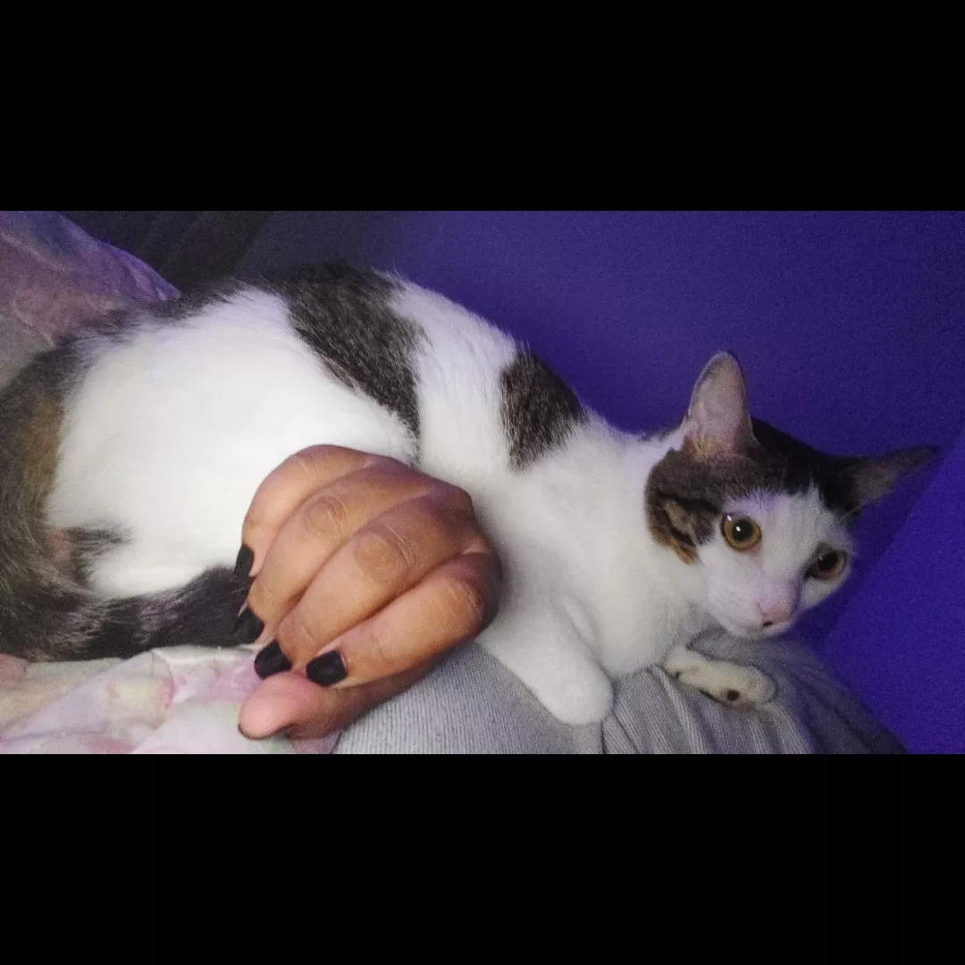 Safira - Sem Raça Definida