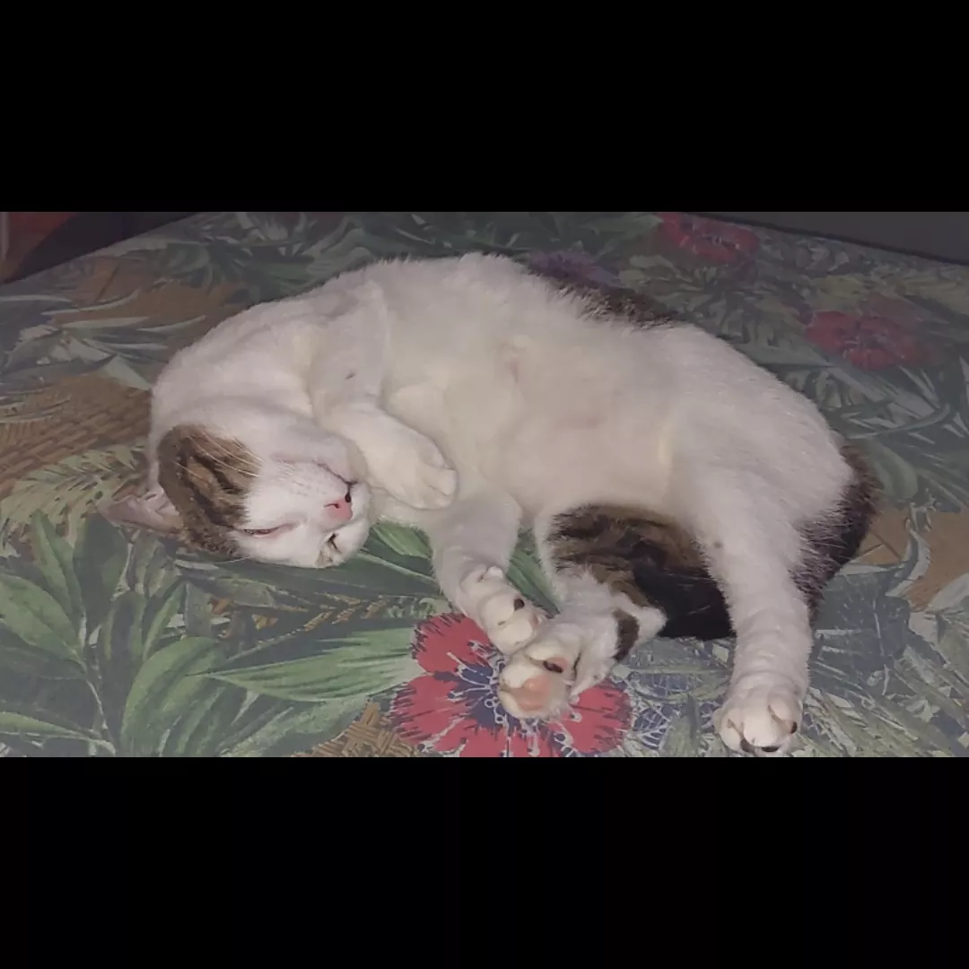 Safira - Sem Raça Definida