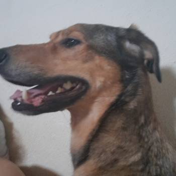 Luna imagem 1 - 