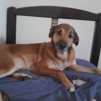 Scooby imagem 1 - 