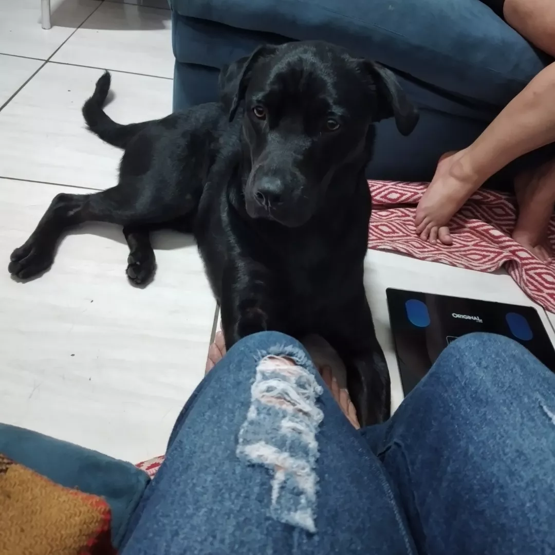 Koda - Sem Raça Definida