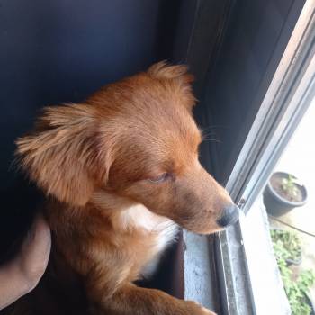 Teddy imagem 2 - 