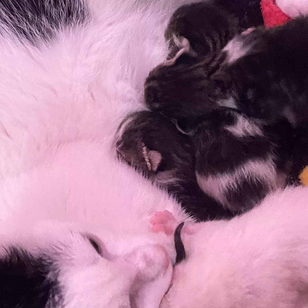 Não Possuem Ainda - Sem Raça Definida