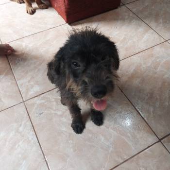 Bigodinho imagem 2 - 