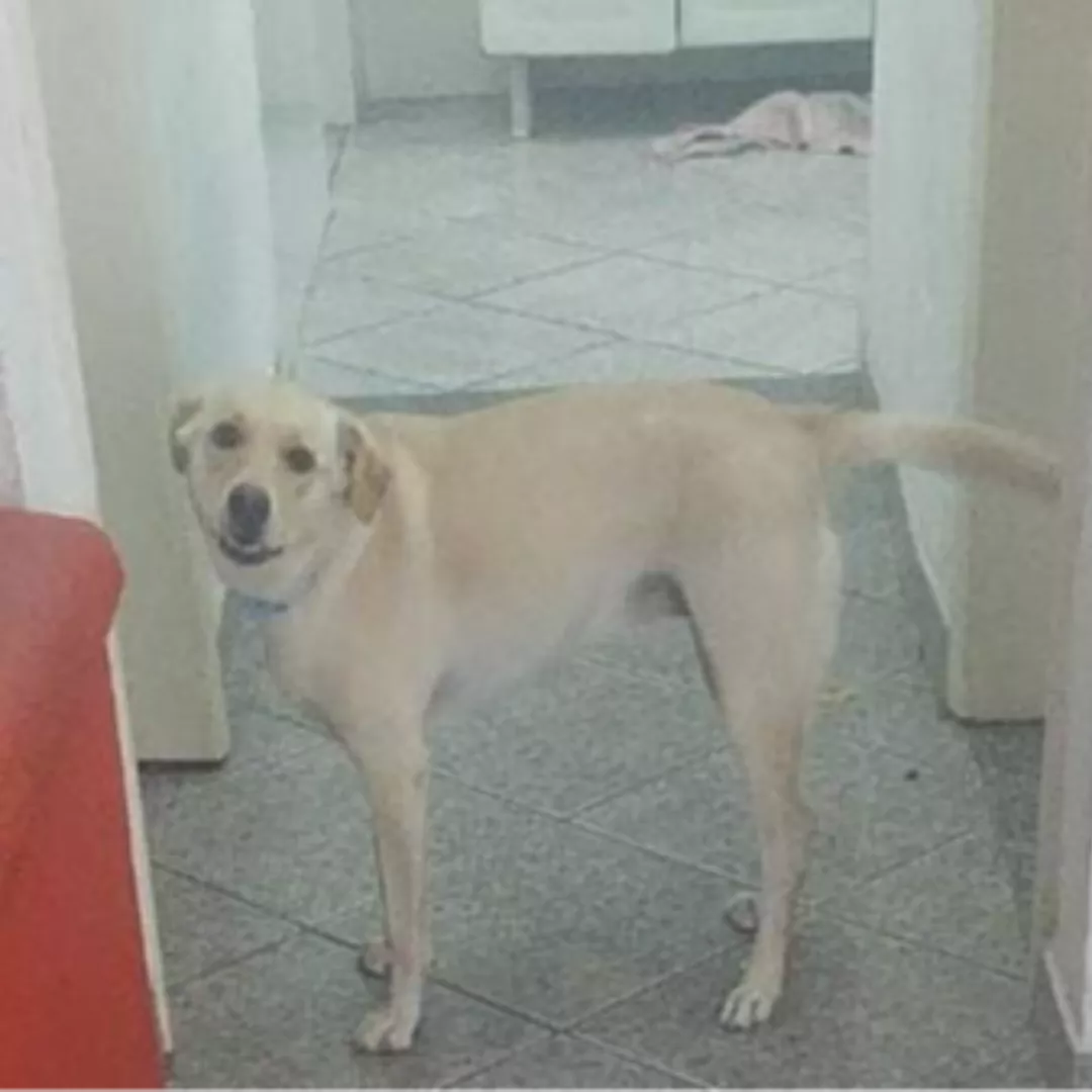 Birita - Sem Raça Definida