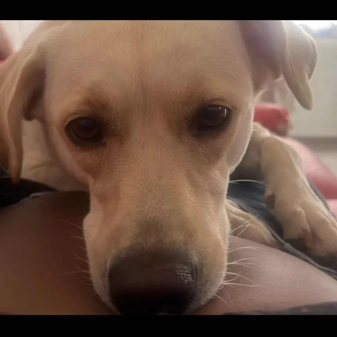 Birita - Sem Raça Definida