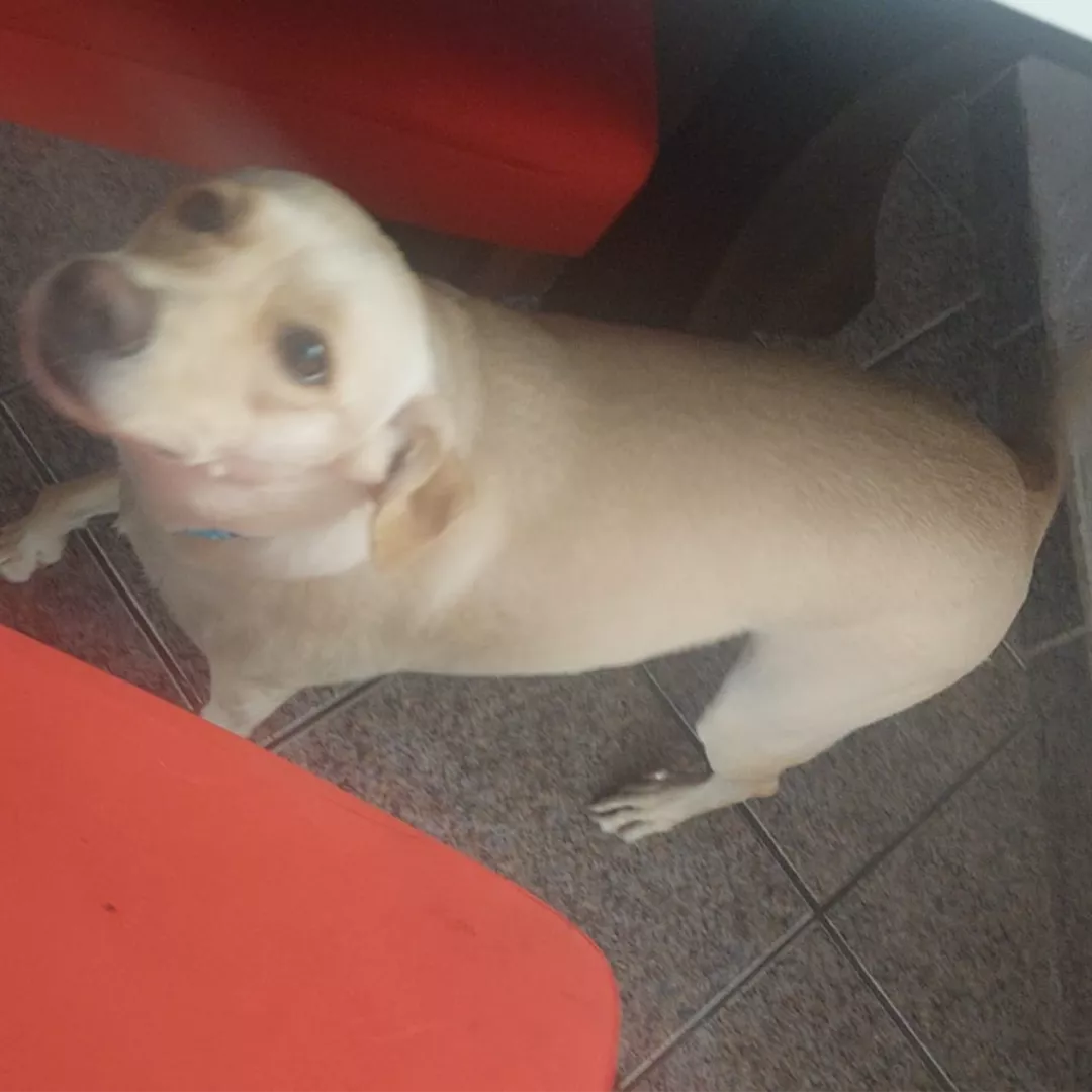 Birita - Sem Raça Definida